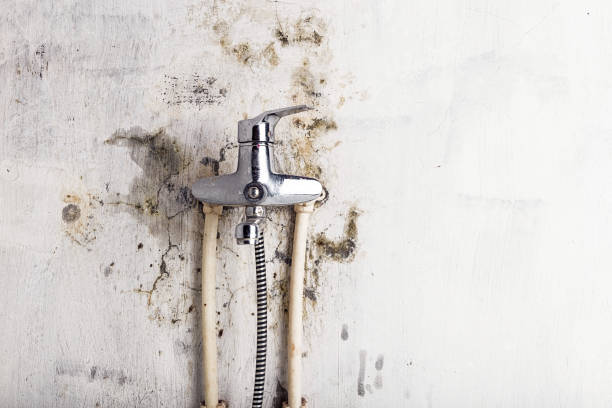 Best Local Mold Removal Service  in Bowman, ND