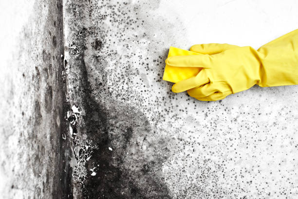 Best Emergency Mold Removal  in Bowman, ND