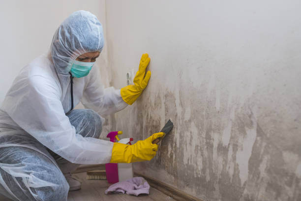 Best Attic Mold Removal  in Bowman, ND