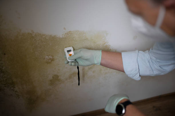 Trusted Bowman, ND Mold Removal Experts