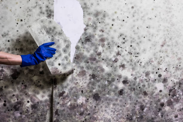 Best Commercial Mold Removal  in Bowman, ND